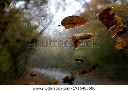 Similar – Image, Stock Photo bonnet decoration