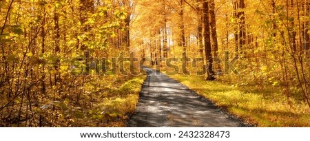Forest, road and autumn season with trees, path or street of natural scenery on banner in nature. Empty trail, plants and leaves in the countryside of landscape, eco friendly environment or pathway