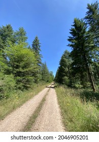 Forest Road In Burgundy - France