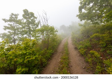 Forest Road. Dirt forest road among green trees standing in the fog. - Powered by Shutterstock