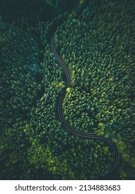 Forest Road Drone Aerial Green