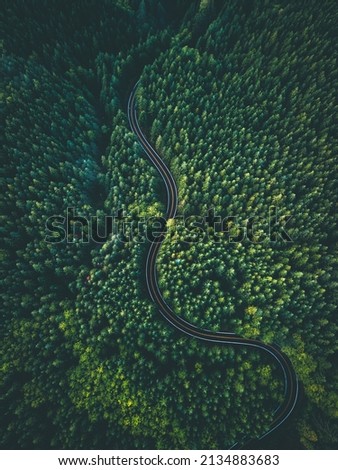 Forest Road Drone Aerial Green