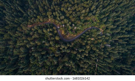 Forest And Road Drone Shot In Mexico 