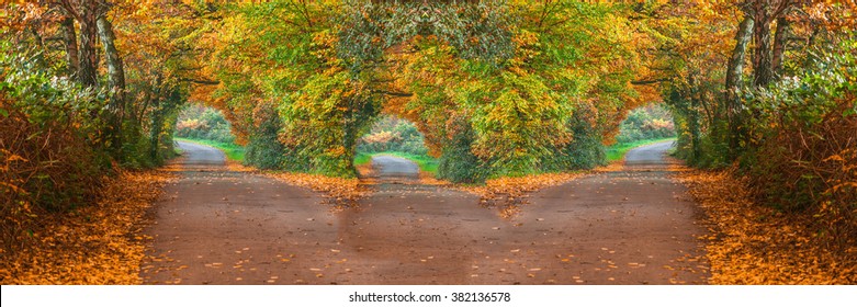 Forest road in the fall with three different ways.Intentional blur