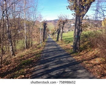 Forest road going through pine forest