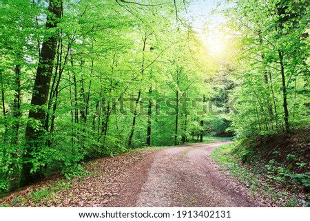 Forest road going through the trees on a sunny spring