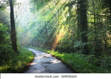 Forest road in a green foggy forest with sun rays in background. Osnabruck, Germany