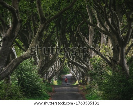 Forest and road in ireland. Travel and adventure. Landscape with alley trees. Dark Hedges.