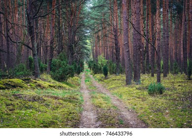 Forest Road In Kampinos Forest Near Warsaw, Poland