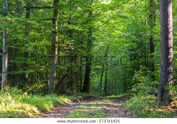 Forest Road Forest Knyszyn Poland Stock Photo 573761431 | Shutterstock