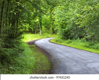 Forest Road. Landscape.