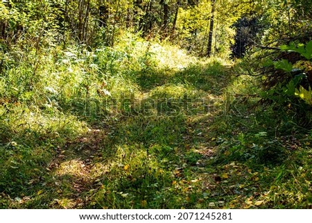 Forest road overgrown with grass on a bright sunny day, summer forest landscape