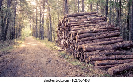 Forest Road And A Pile Of Wood. Magic Forest At Sunset. Deforestation Of A Beautiful Forest.