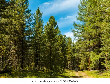 28,463 Taiga Plants Images, Stock Photos & Vectors | Shutterstock