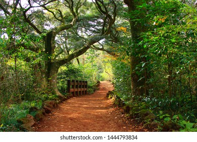 284 Seogwipo Forest Healing Images, Stock Photos & Vectors | Shutterstock