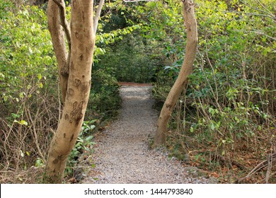 284 Seogwipo Forest Healing Images, Stock Photos & Vectors | Shutterstock