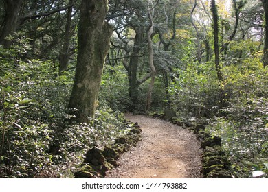 284 Seogwipo Forest Healing Images, Stock Photos & Vectors | Shutterstock