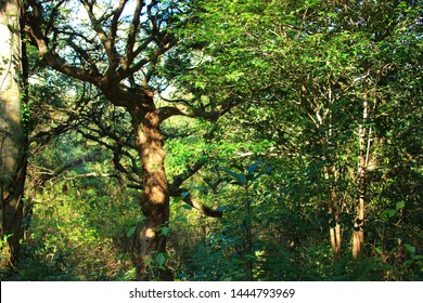 284 Seogwipo Forest Healing Images, Stock Photos & Vectors | Shutterstock