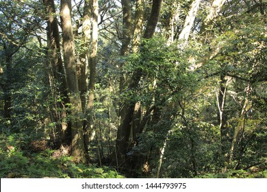 284 Seogwipo Forest Healing Images, Stock Photos & Vectors | Shutterstock