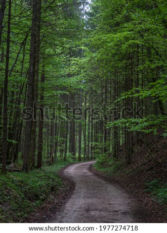 Forest road in spring in the Alps, in cloudy weather with fresh leaves.