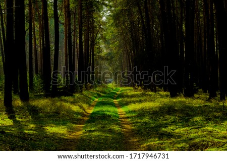 Forest road in spring with sunlight and shadows