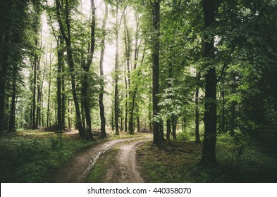 forest road in summer