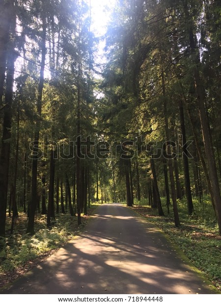 forest road\
sun