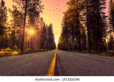 Forest Road Sunset Stock Photo - Shutterstock ID 1913203240