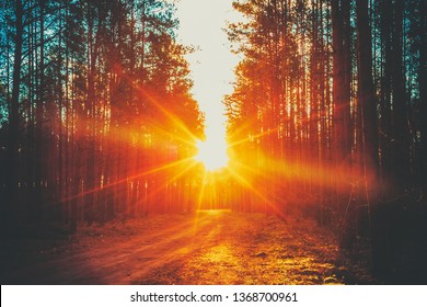 Forest Road Under Sunset Sunbeams. Lane Running Through The Autumn Deciduous Forest At Dawn Or Sunrise. Toned Instant Photo - Shutterstock ID 1368700961