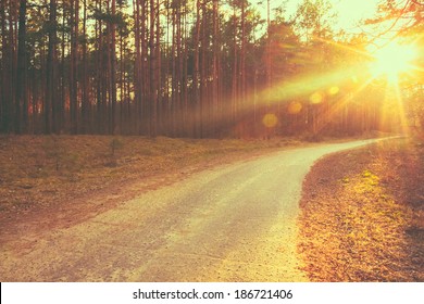 Forest road under sunset sunbeams. Lane running through the autumn deciduous forest at dawn or sunrise.