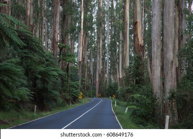 Forest Road In Yarra National Park, Victoria, Australia