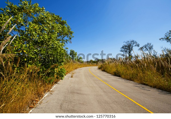 forest road, yellow street line dividing road\
to countryside