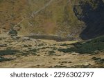 Forest and rocks on Hoverla mountain (Carpathian Mountains