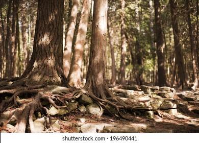A forest with the roots of trees growing over each other.