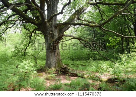 Similar – Image, Stock Photo adrenaline rush Summer