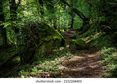 Forest of Sasseto in Torre Alfina in Italy. Beautiful magical forest in the province of Viterbo, Italy.