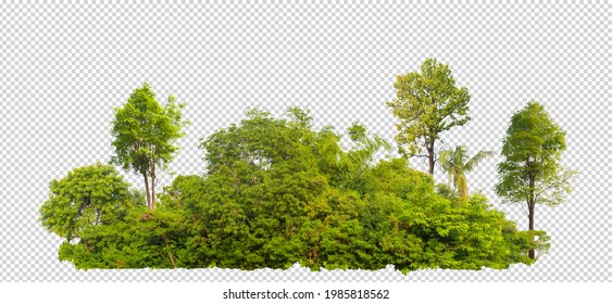 forest scape picture with cut out from original background with selection or clipping path, one click selection, hight resolution forestcape picture fast and easy for use for main project