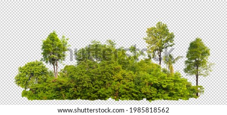 forest scape picture with cut out from original background with selection or clipping path, one click selection, hight resolution forestcape picture fast and easy for use for main project