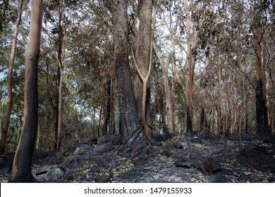 Forest Scene With Burnt Trees