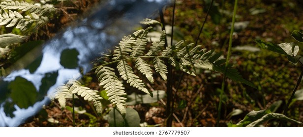 Forest scene with distortion effect and blurred elements in nature. Visual glitch creates abstract composition with leaves and ground. Nature concept about modern style, experimental photography.