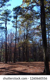 Forest scene - fall