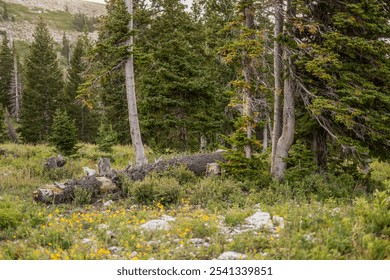 Forest scene with fallen tree surrounded by wildflowers and tall pine trees - Powered by Shutterstock