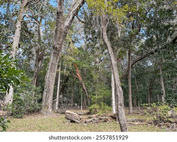 A forest scene featuring tall trees draped with Spanish moss, a broken tree trunk, scattered logs on the ground, and patches of sunlight filtering through the dense canopy above. - Powered by Shutterstock