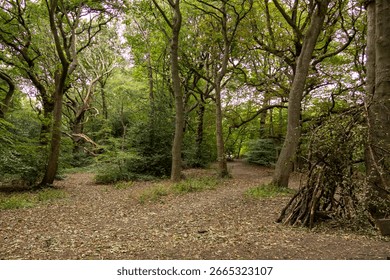 Forest scene with multiple pathways surrounded by tall trees and a ground covered in fallen leaves