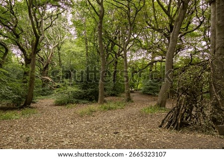Forest scene with multiple pathways surrounded by tall trees and a ground covered in fallen leaves