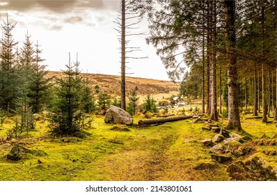 Forest scene. A path in a pine forest. A walk in the woods. Forest landscape. Forest woods