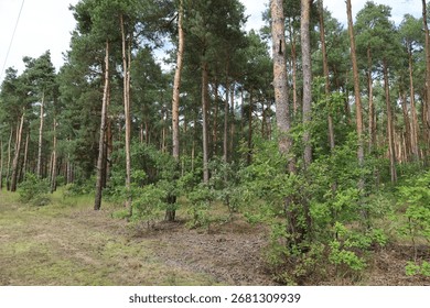 Forest scene with pine trees, trunks, and dense undergrowth of shrubs and young trees, typical woodland area.