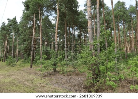 Forest scene with pine trees, trunks, and dense undergrowth of shrubs and young trees, typical woodland area.