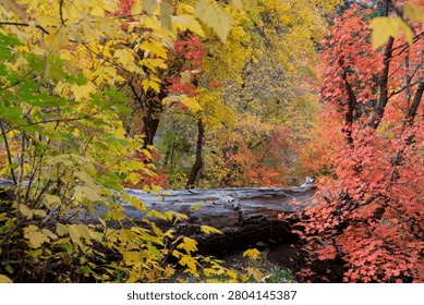 Forest scene showing a fallen tree log surrounded by colorful autumn maple leaves in Utah