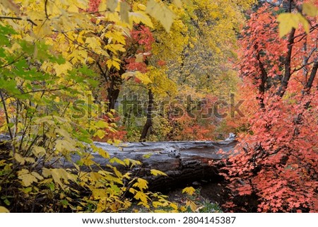 Forest scene showing a fallen tree log surrounded by colorful autumn maple leaves in Utah